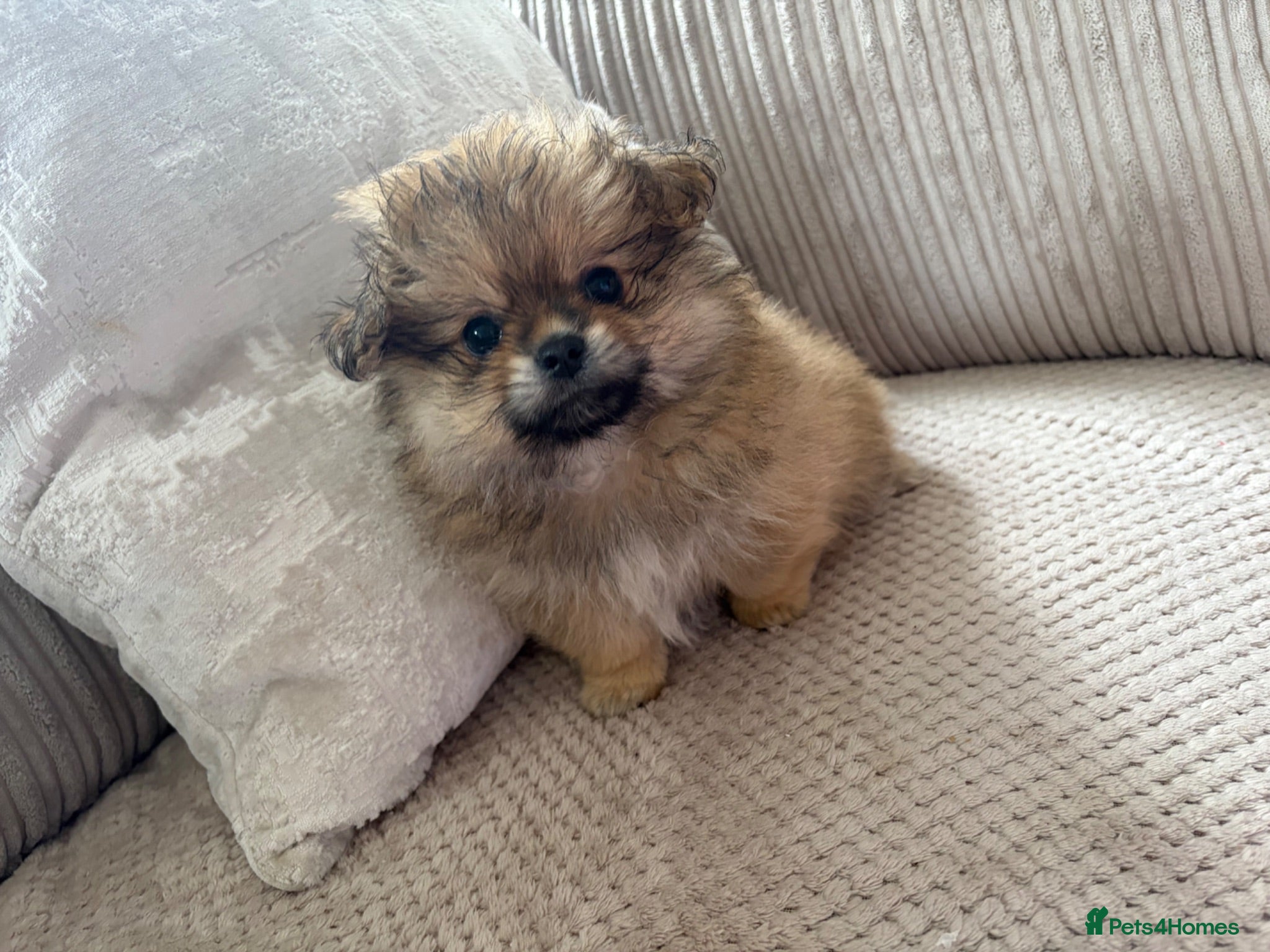 Mixed Breed dogs Stunning Shih Tzu/ Pomeranian puppies  - Advert 2