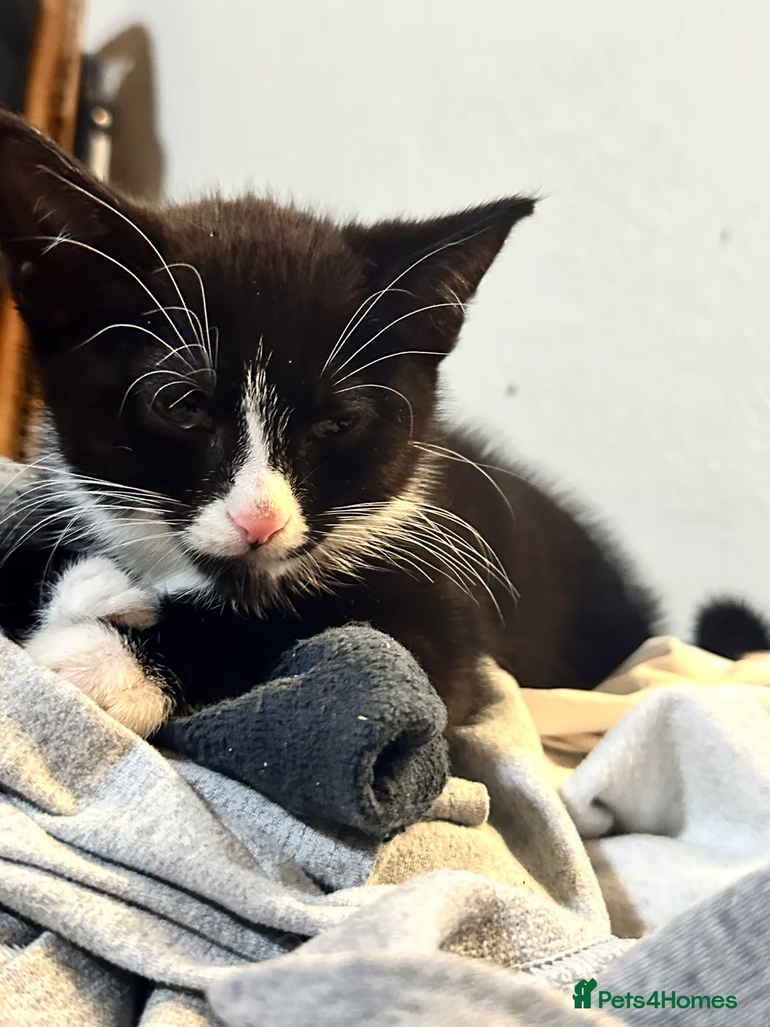 British Shorthair cats for sale: Kittens ready to home in Croydon - Advert 6