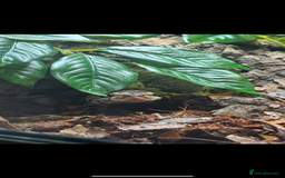 Python Snake reptiles for sale: Reggie the Loving Royal Python - 3 Years Old - Image 3