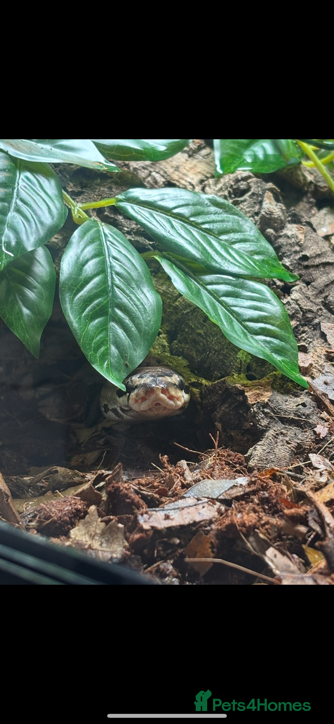 Python Snake reptiles for sale: Reggie the Loving Royal Python - 3 Years Old - Image 3