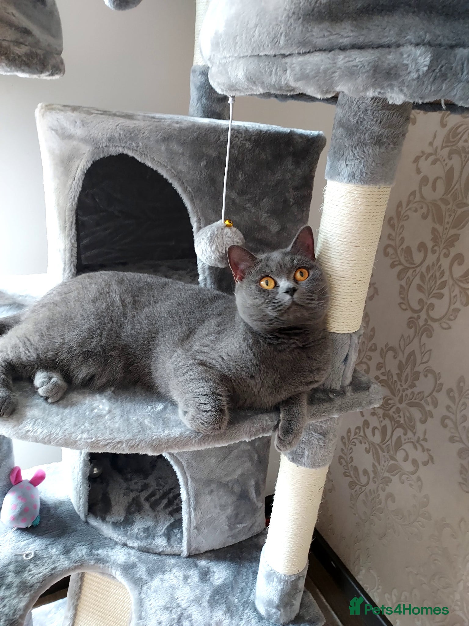British Shorthair cats Adult female British shorthair.  - Advert 7