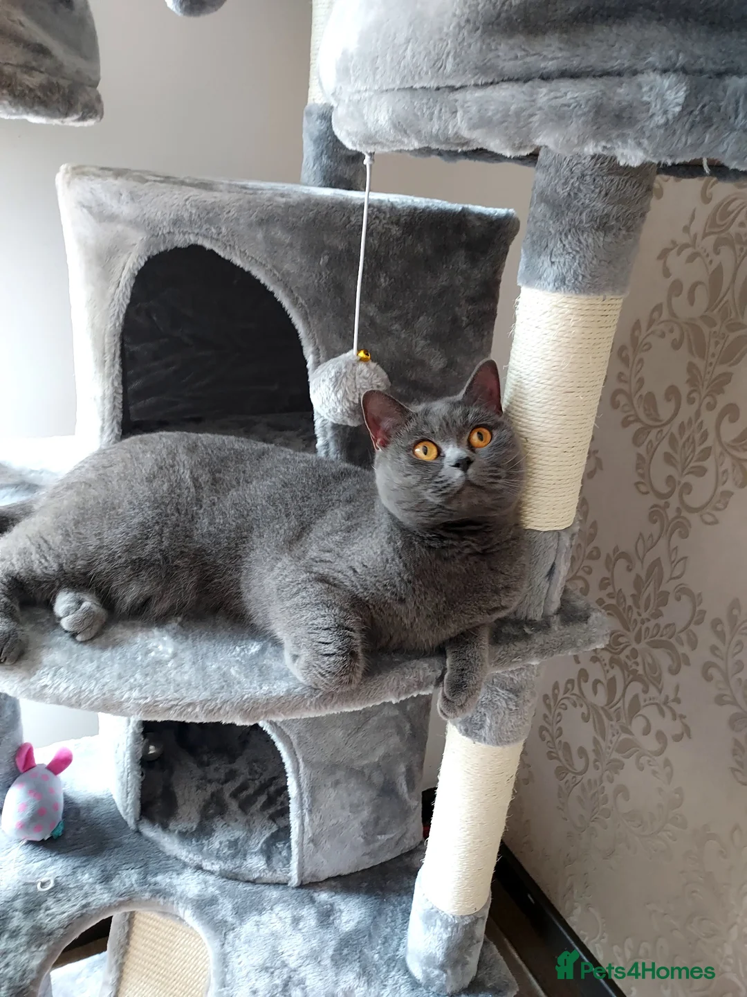 British Shorthair cats for sale: Adult female British shorthair.  - Advert 4
