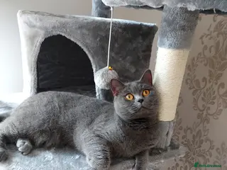 British Shorthair cats Adult female British shorthair. - Advert 4