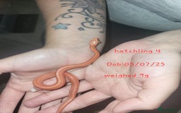 Corn Snake reptiles for sale: Beautiful corn snakes  - Image 13