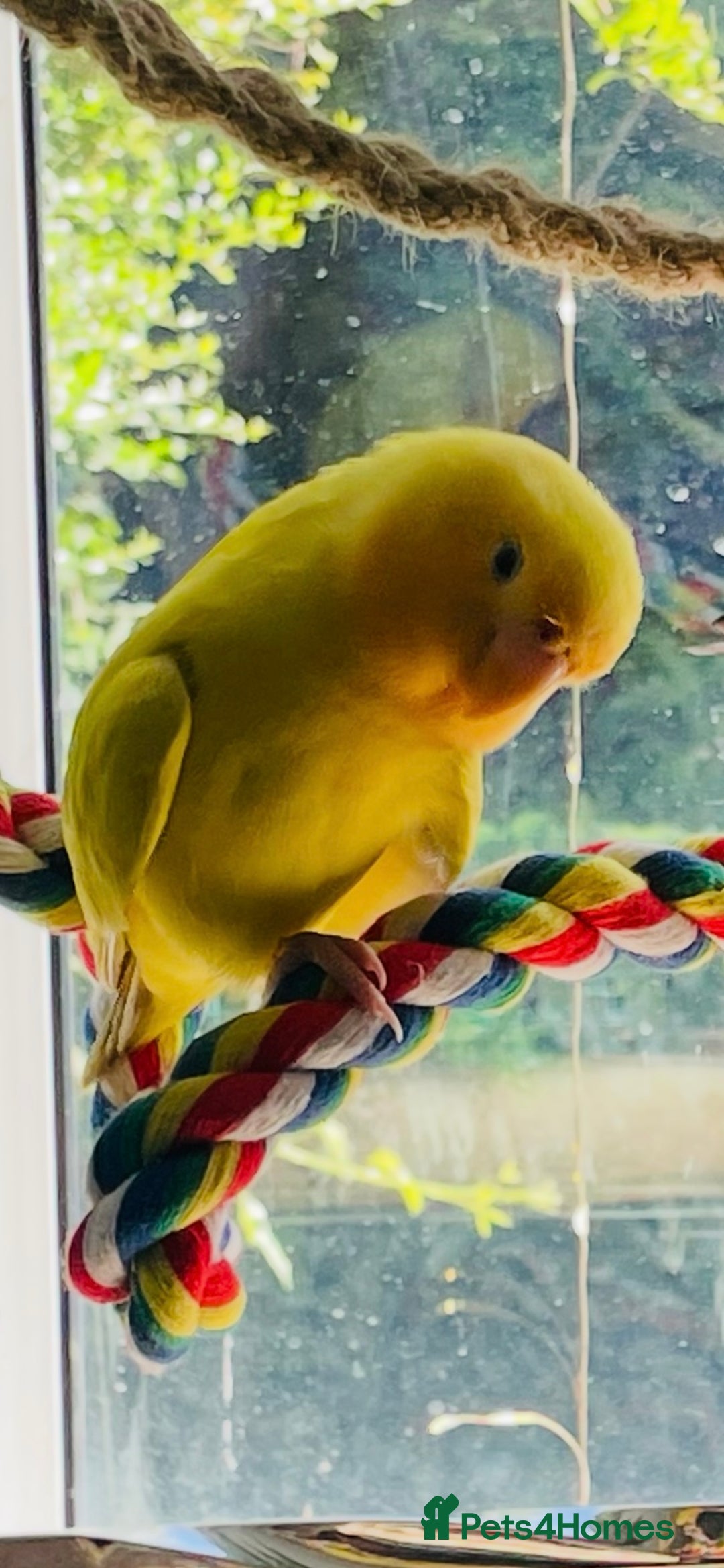Lovebirds birds for sale: Tame lovebird - Image 5