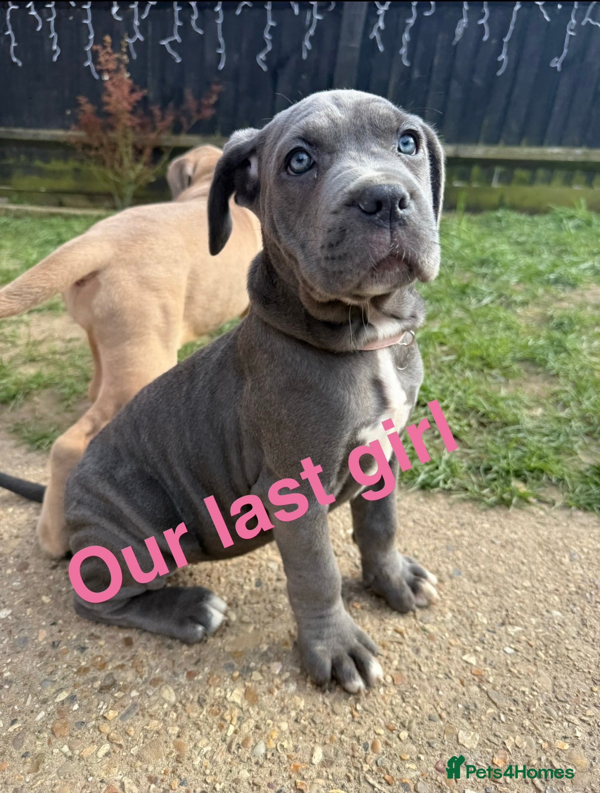 Cane Corso dogs Cane corso puppies ICCF reg 3 females left 🥰 - Advert 2