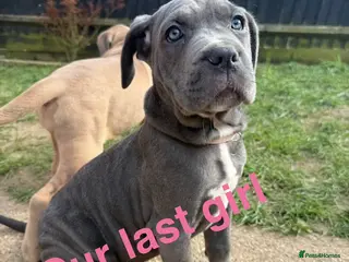 Cane Corso dogs Cane corso puppies ICCF reg 3 females left 🥰 - Advert 2