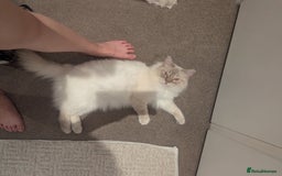 Ragdoll cats for stud: LILAC LYNX POINT RAGDOLL FOR STUD DUTY - Image 4