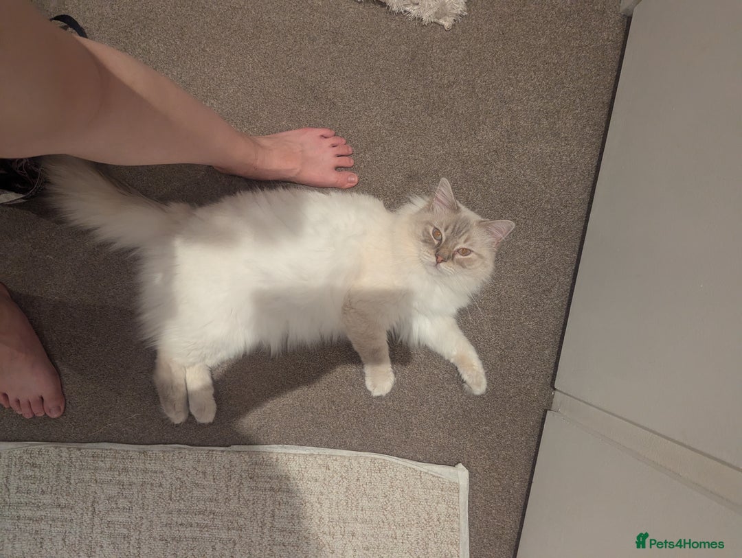 Ragdoll cats for stud: LILAC LYNX POINT RAGDOLL FOR STUD DUTY - Image 4