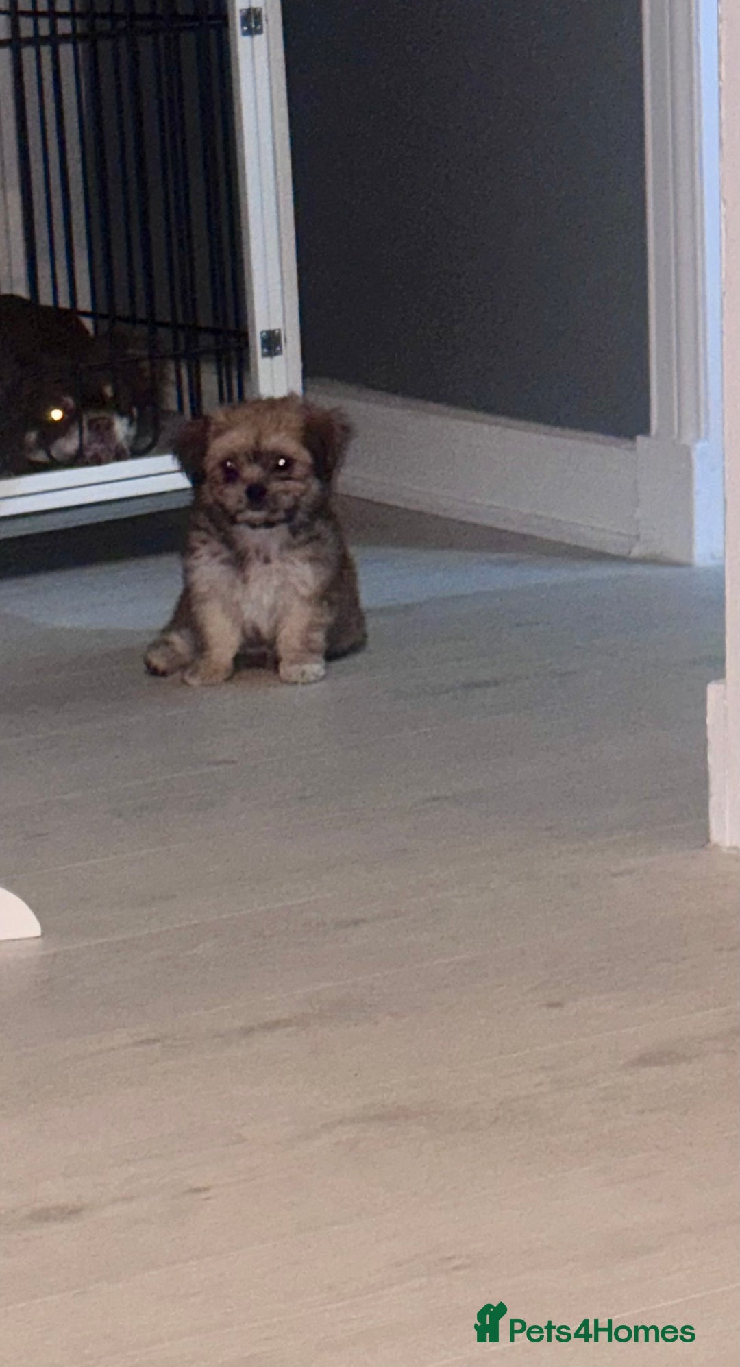 Mixed Breed dogs for sale: Tini Malchi puppies  - Image 20
