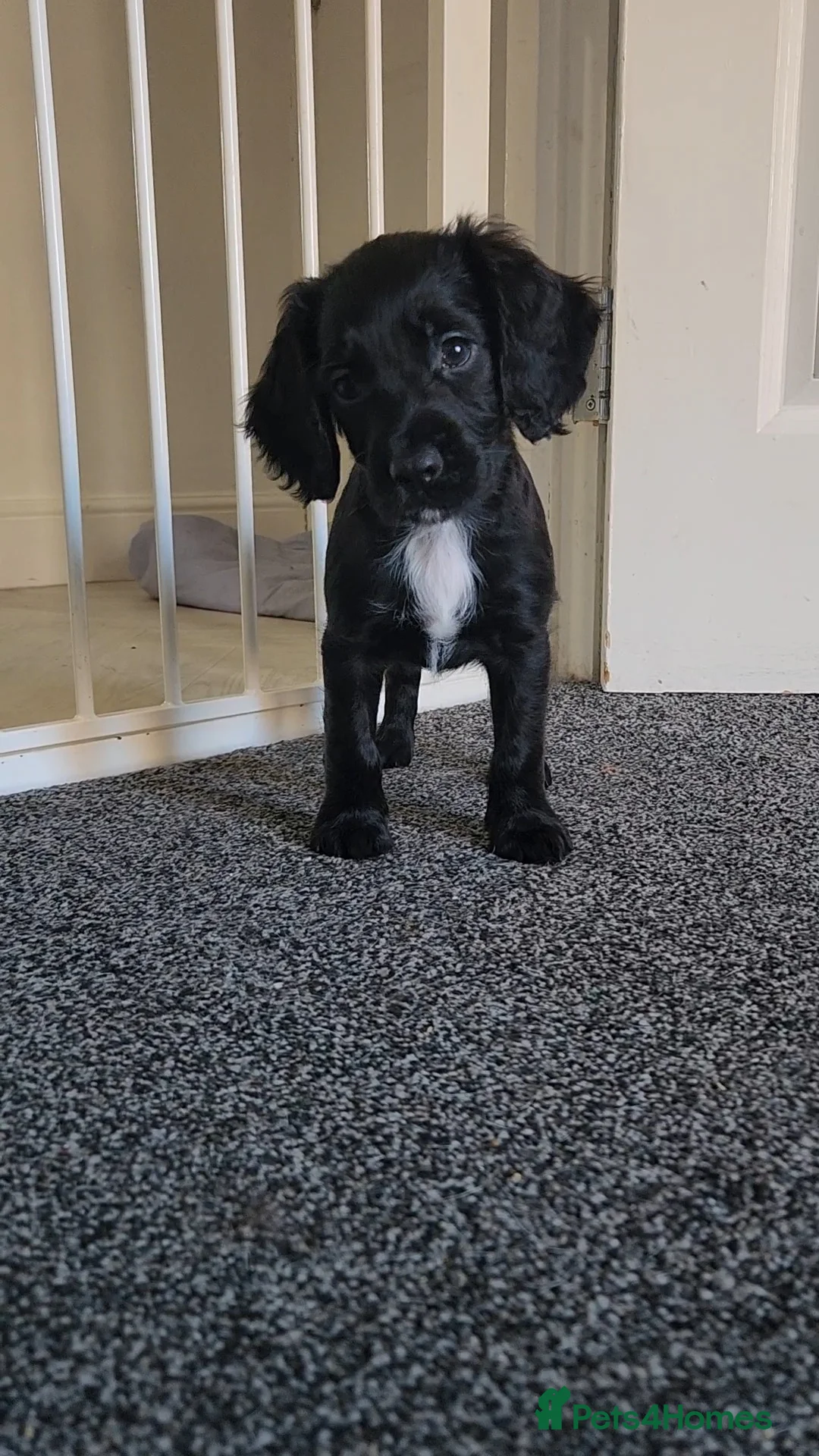 Cocker Spaniel dogs for sale: Cocker spaniel pups!  - Advert 2