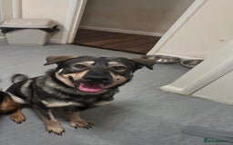 Mixed Breed dogs for sale: Max The GSD X Rottweiler  - Image 1