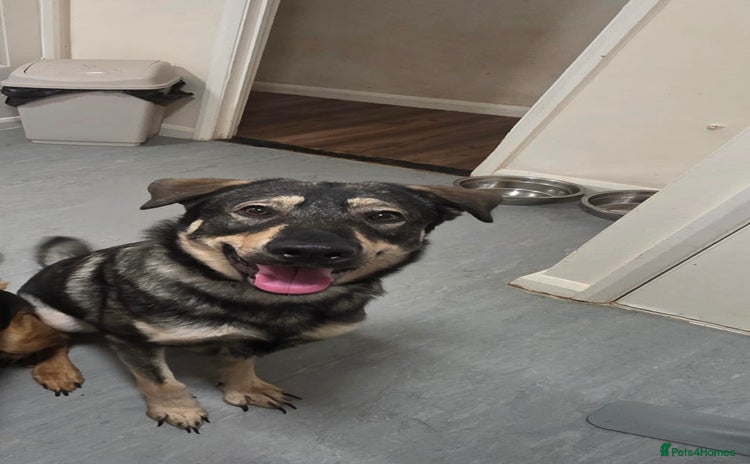 Mixed Breed dogs - Advert 1
