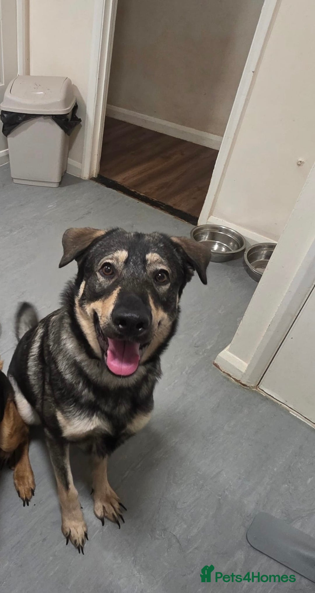 Mixed Breed dogs for sale: Max The GSD X Rottweiler  - Image 1