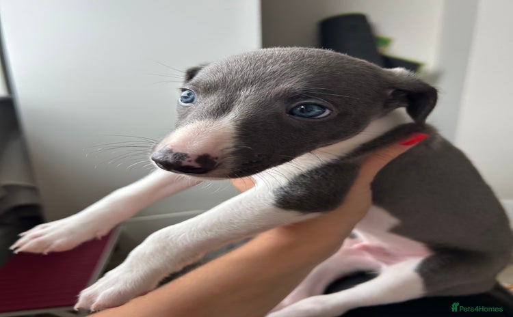 Whippet dogs - Advert 5