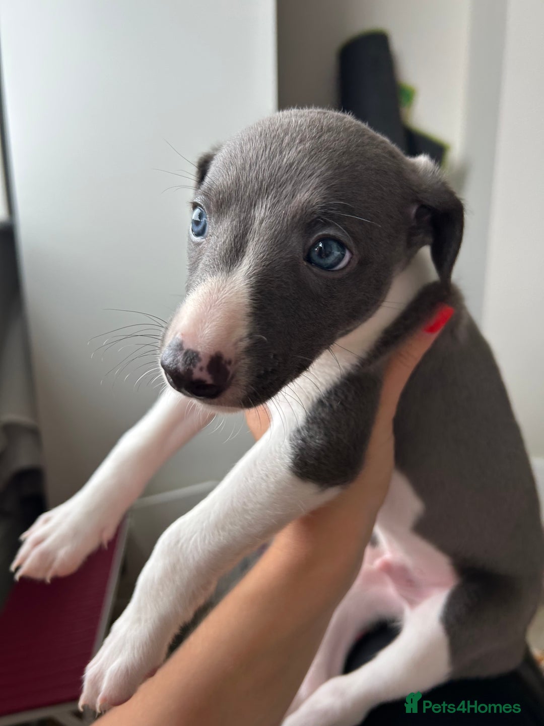 Whippet dogs for sale: WHIPPET PUPS READY TO LEAVE Aug 6th  - Image 5