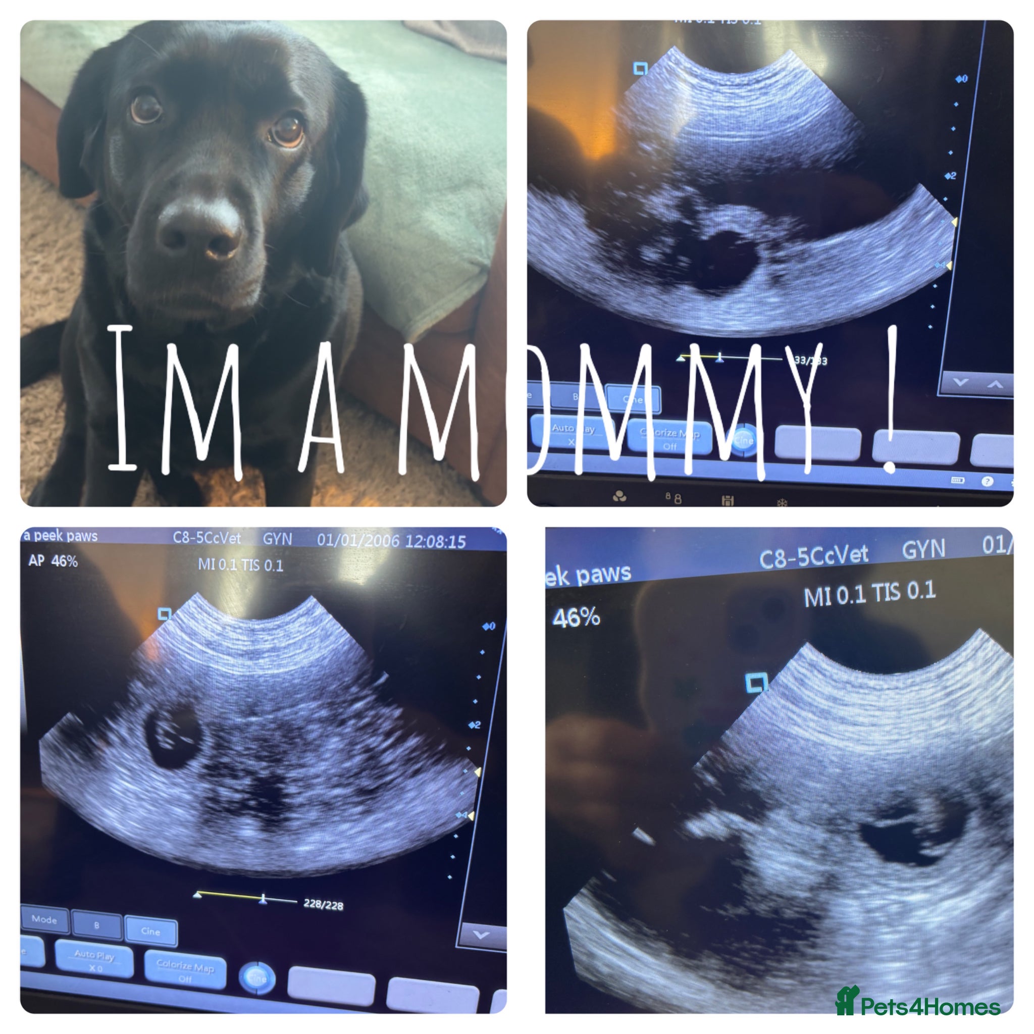 Labrador Retriever dogs Pregnancy confirmed!  - Advert 1