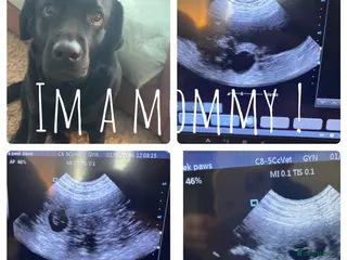 Labrador Retriever dogs Pregnancy confirmed! - Advert 1
