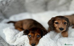 Miniature Dachshund dogs for sale: Mini long hair dapple dachshunds - Image 11