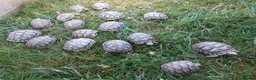 Tortoise reptiles for sale: Mediterranean spur-thighed tortoises  - Advert 1
