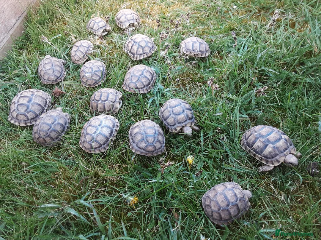Tortoise reptiles for sale: Mediterranean spur-thighed tortoises  - Advert 1