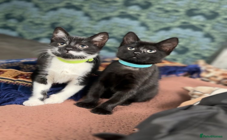 Bombay cats - Advert 1