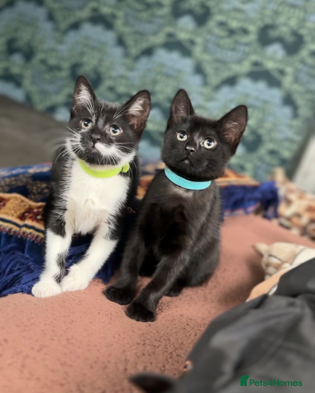 Bombay cats for sale: 2 female kittens for FREE - Image 1