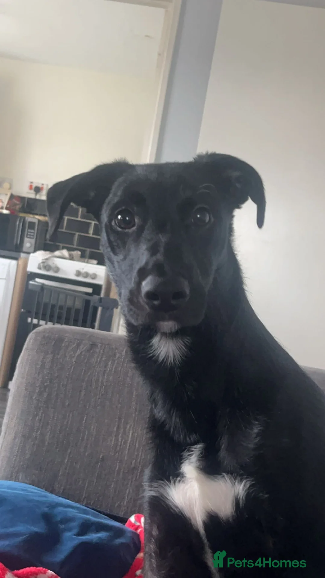 Mixed Breed dogs for sale: Male dog  - Advert 1