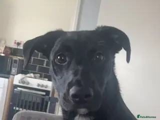 Mixed Breed dogs Male dog - Advert 2