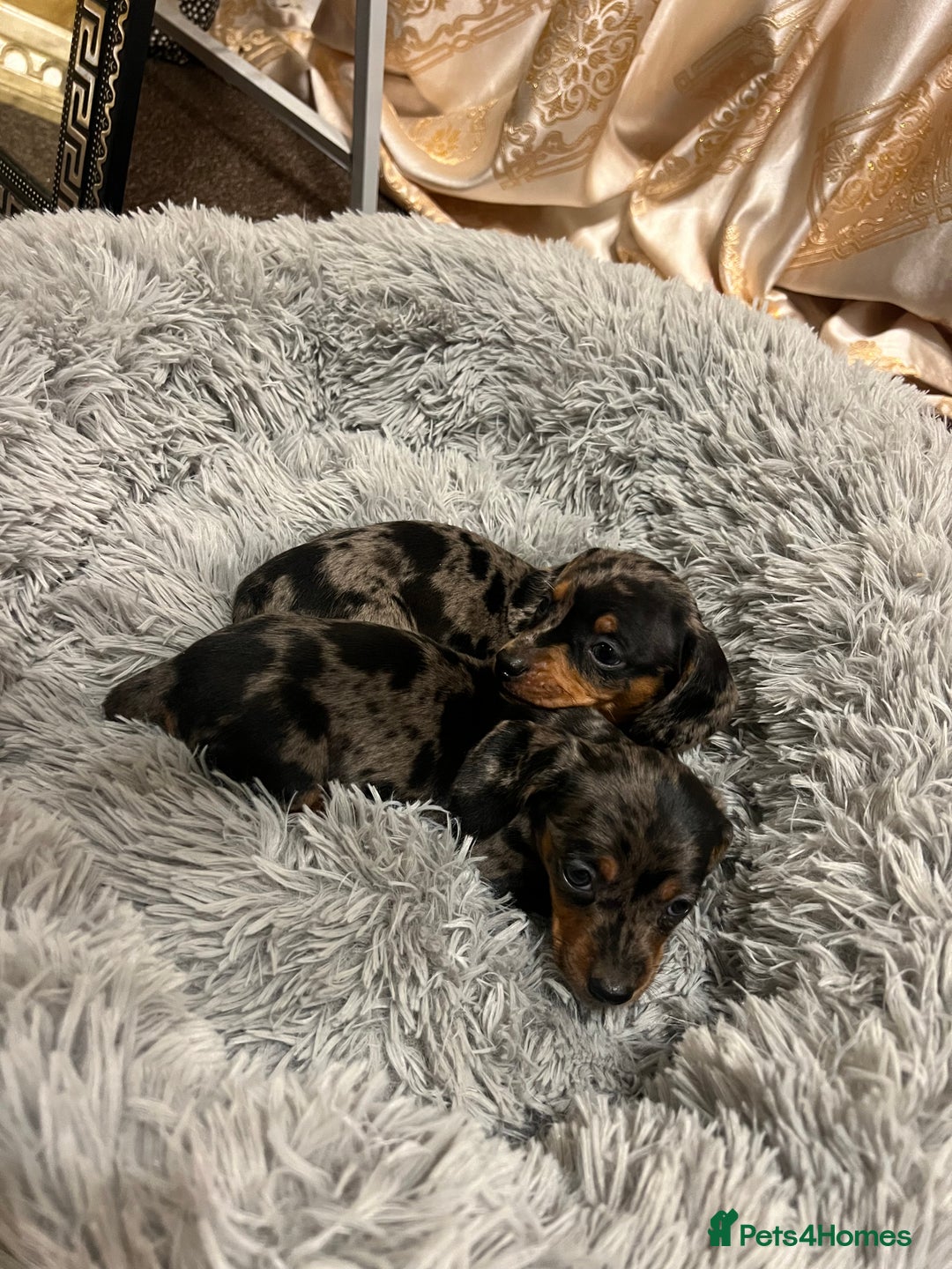 Miniature Dachshund dogs for sale: gorgeous dachshund puppy(1girl left)🐶🐾  - Advert 16