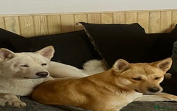 Akita dogs for sale: 3 year old female Akita  - Image 5