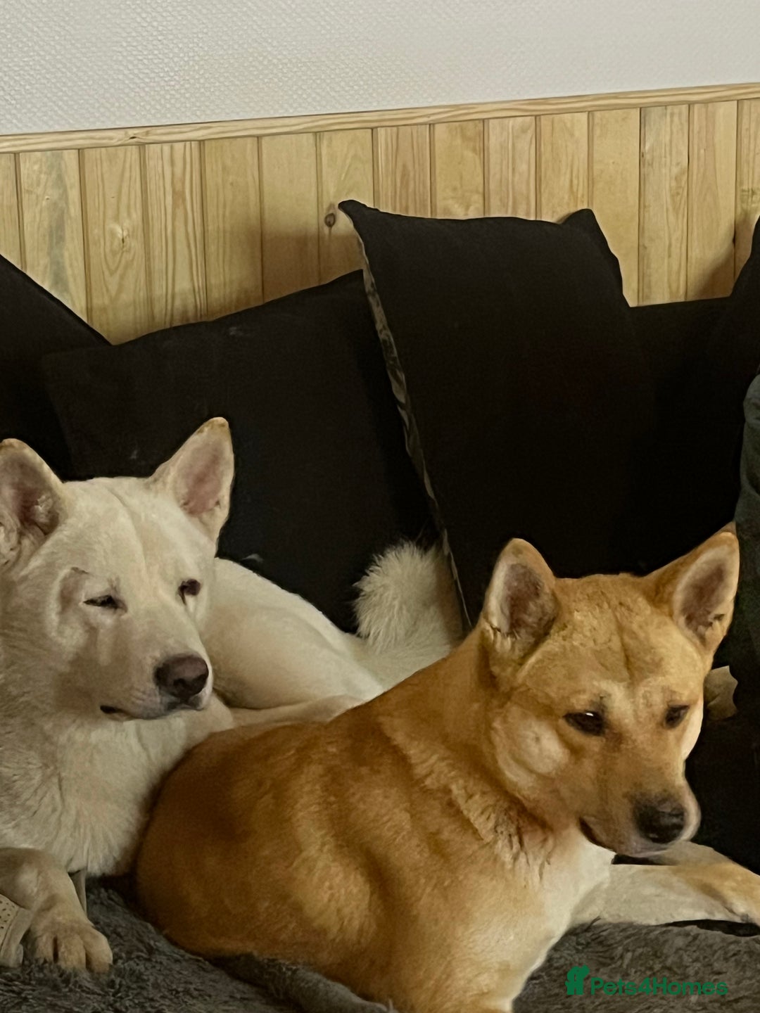 Akita dogs for sale: 3 year old female Akita  - Image 5