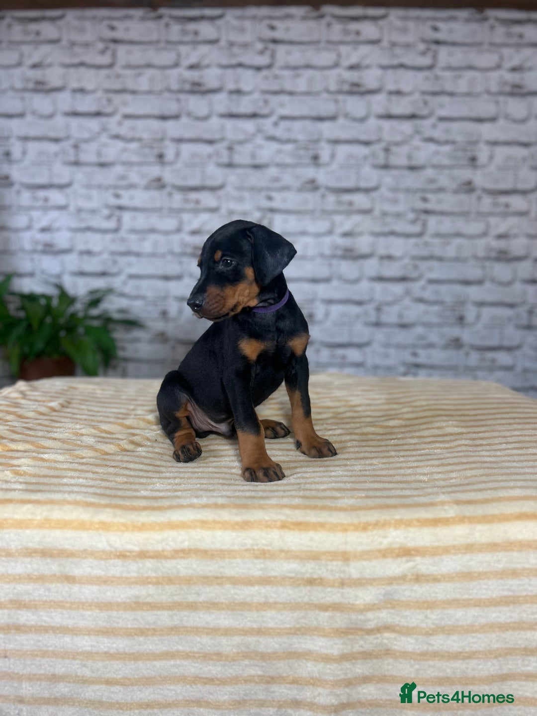 Dobermann dogs for sale: Dobermann puppies Champion bloodline, kc reg - Image 14