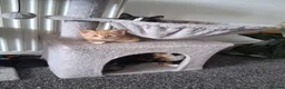 Mixed Breed cats for sale: 5 kittens  in Harlow - Advert 6