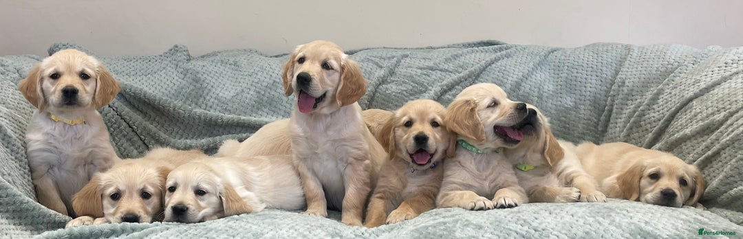 Golden Retriever dogs for sale: Quality Litter Of KC Reg Golden Retriever Puppies  - Image 12