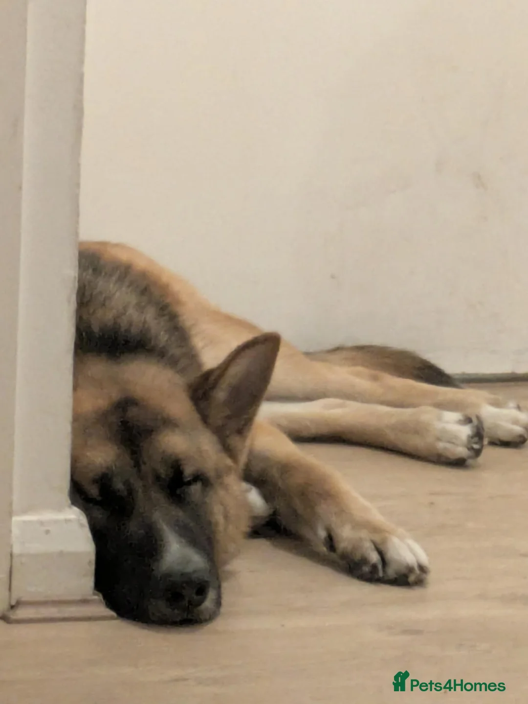 Mixed Breed dogs for sale: Adorable German Shepherd x Akita Needs loving Home - Advert 5