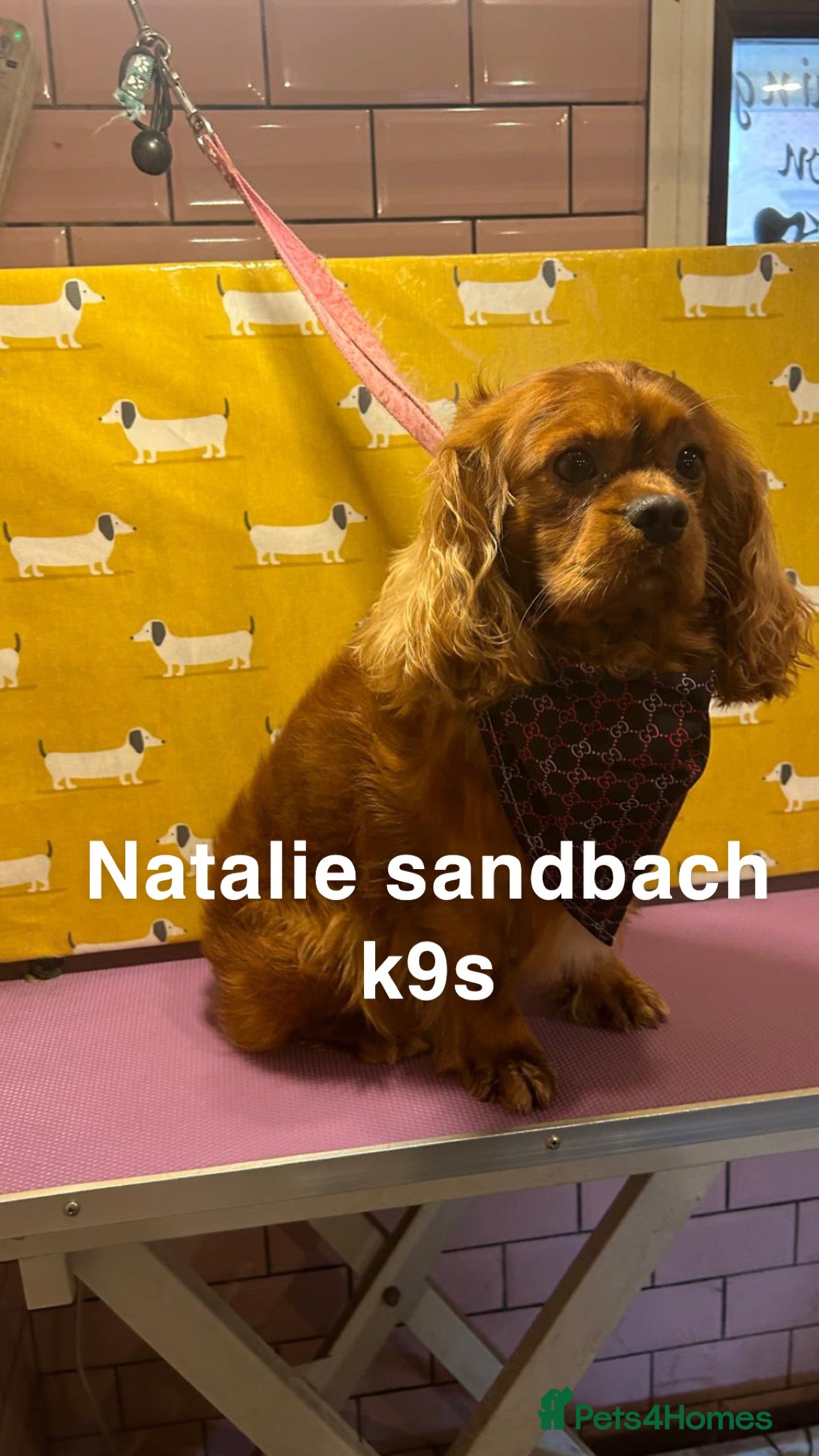 Cavalier King Charles Spaniel dogs kc Cavalier, King, Charles stud 🐶 in Sandbach - Advert 2