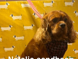 Cavalier King Charles Spaniel dogs in Sandbach - Advert 11