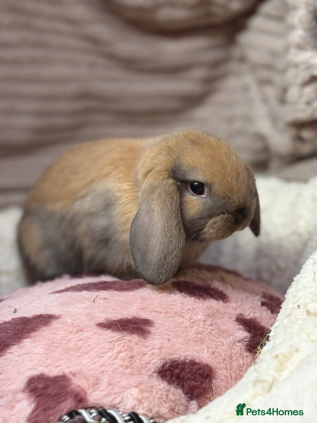 Mini Lop rabbits for sale: Gorgeous mini lops (show lines) vaccinated  - Advert 5