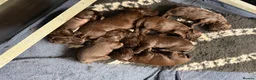 Cocker Spaniel dogs for sale: Liver Cocker spaniel puppys in Hook - Advert 2