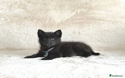 Pomsky dogs for sale: Adorable small f3 Pomsky puppies for sale  - Image 15