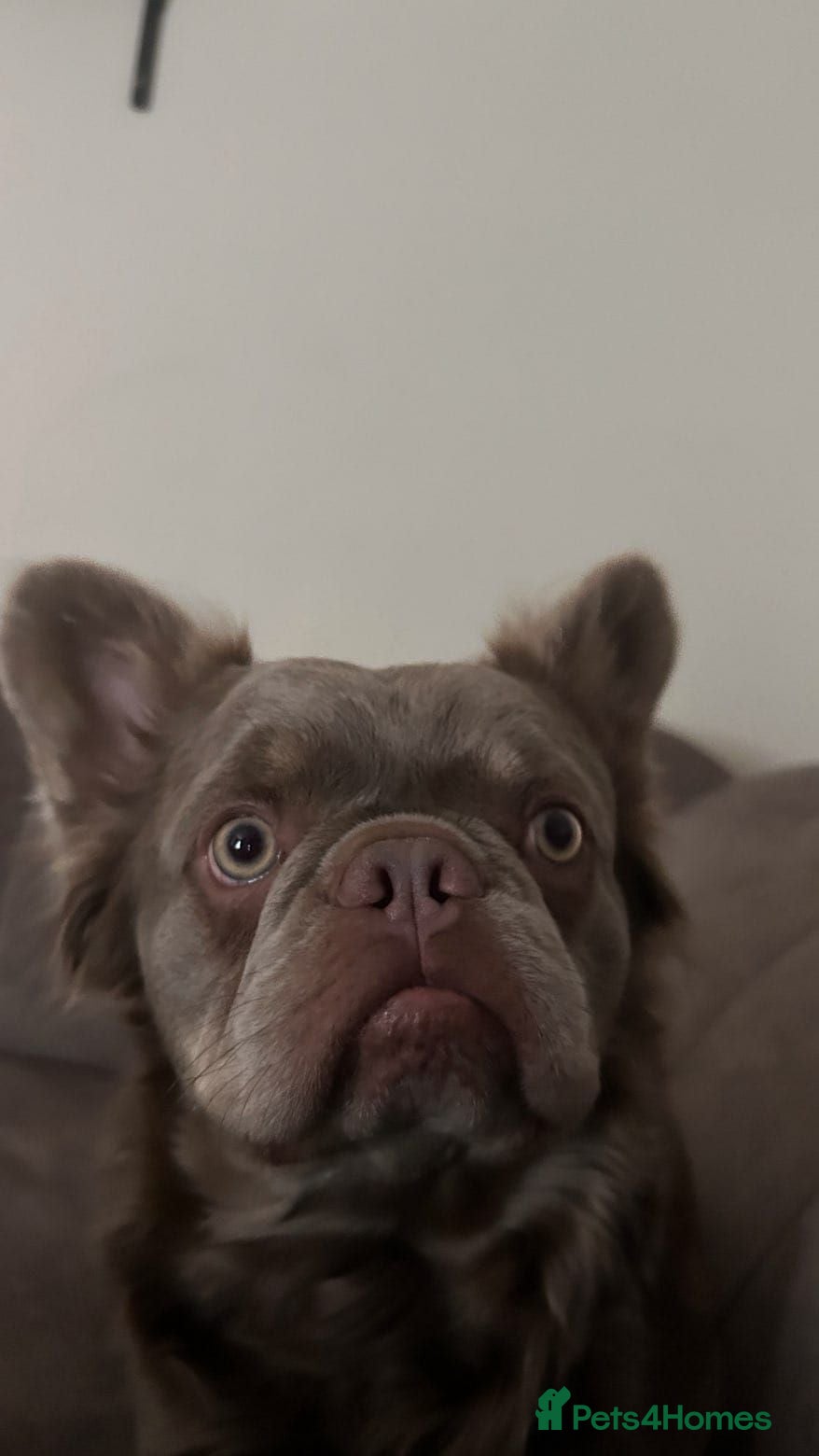 French Bulldog dogs Long haired French bulldog  - Advert 1