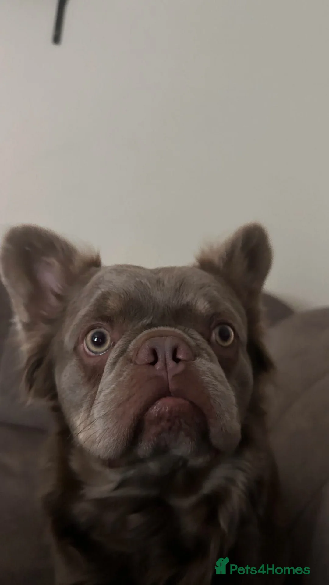 French Bulldog dogs for sale: Long haired French bulldog  - Advert 1