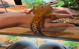 Leopard Gecko reptiles for sale: Breeding leopard gecko pair  - Advert 10