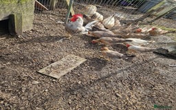 Chickens poultry for sale: Cream Legbar - Image 2