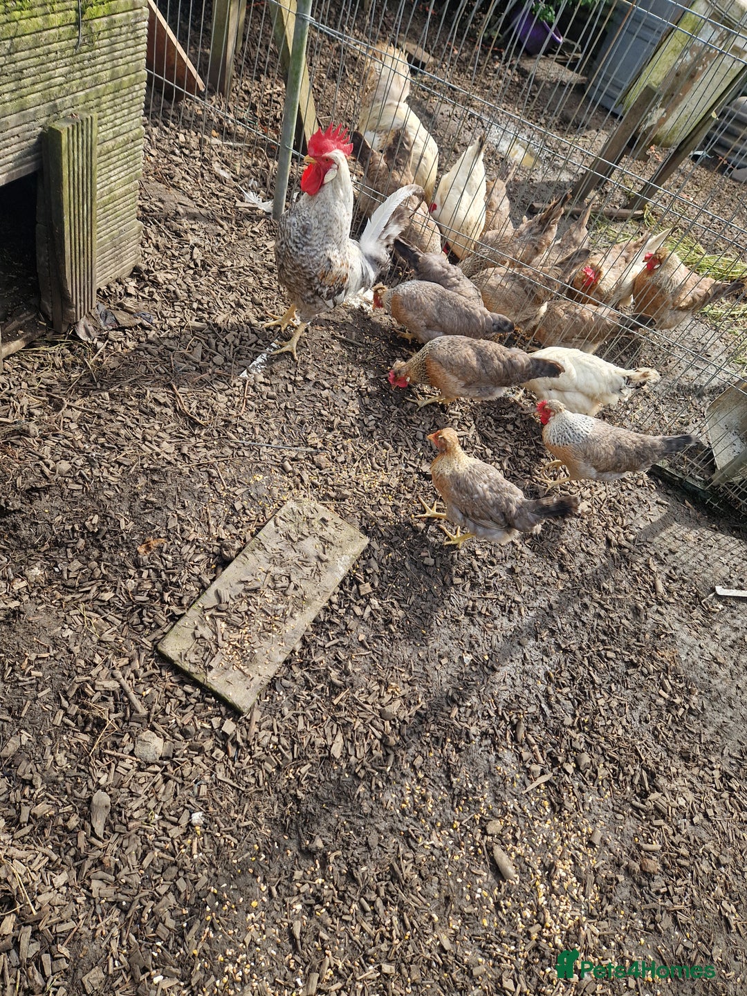 Chickens poultry for sale: Cream Legbar - Image 2