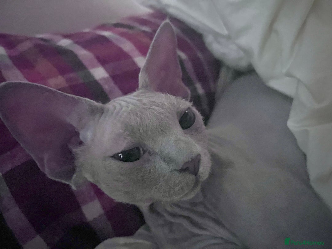Devon Rex cats for sale: Last boy! 5 generation lilac boy! - Image 4