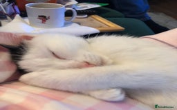 Mixed Breed cats for sale: Stan - Friendly and loved unable to keep - Image 4