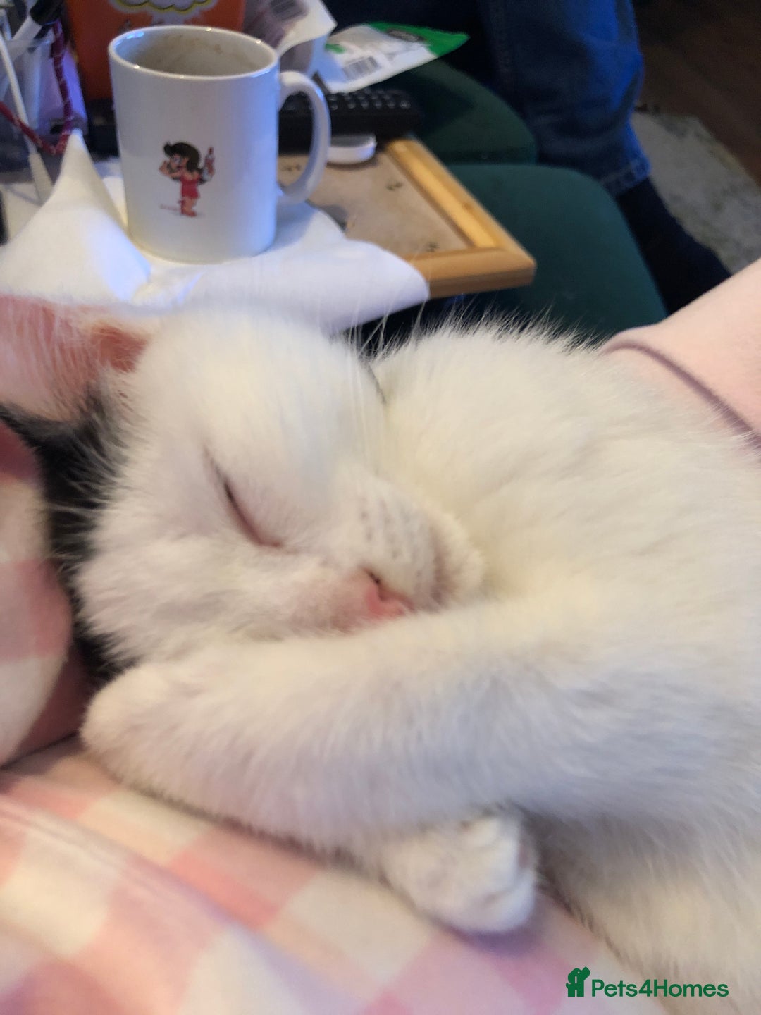 Mixed Breed cats for sale: Stan - Friendly and loved unable to keep - Image 4