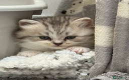 British Longhair cats for sale: Scottish Straights Longhair and Shorthair - Image 20